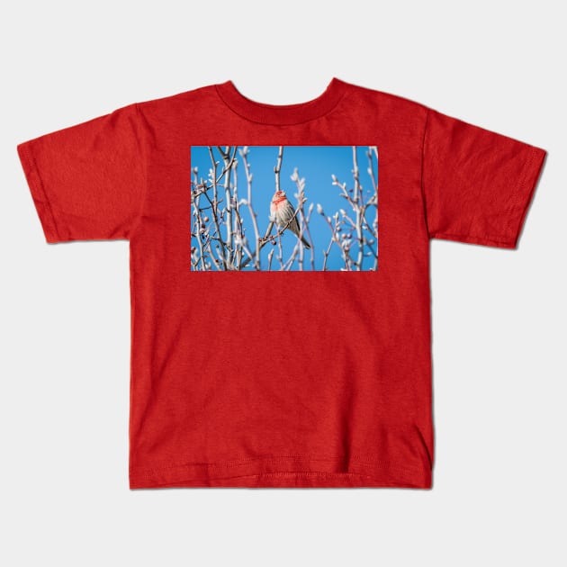 Male House Finch Daydreaming Kids T-Shirt by Debra Martz